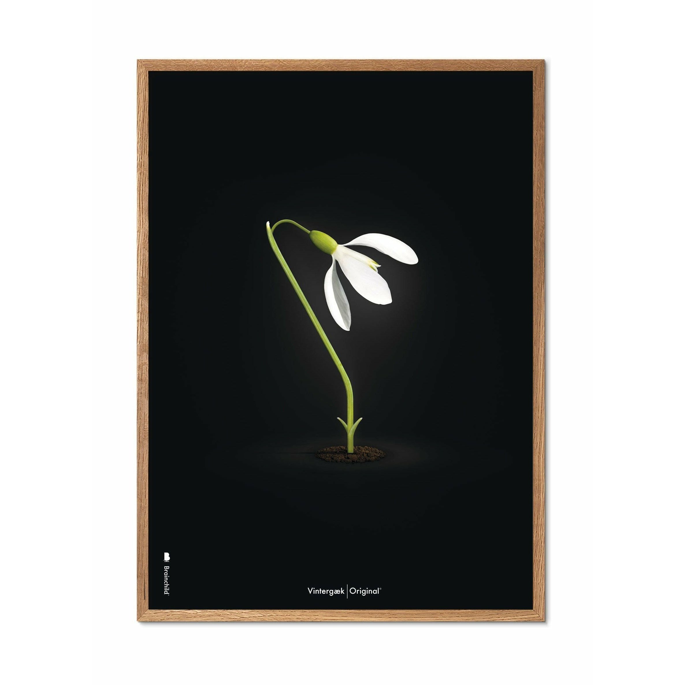 Brainchild Snowdrop Classic Poster, Frame Made Of Light Wood 70x100 Cm, Black Background