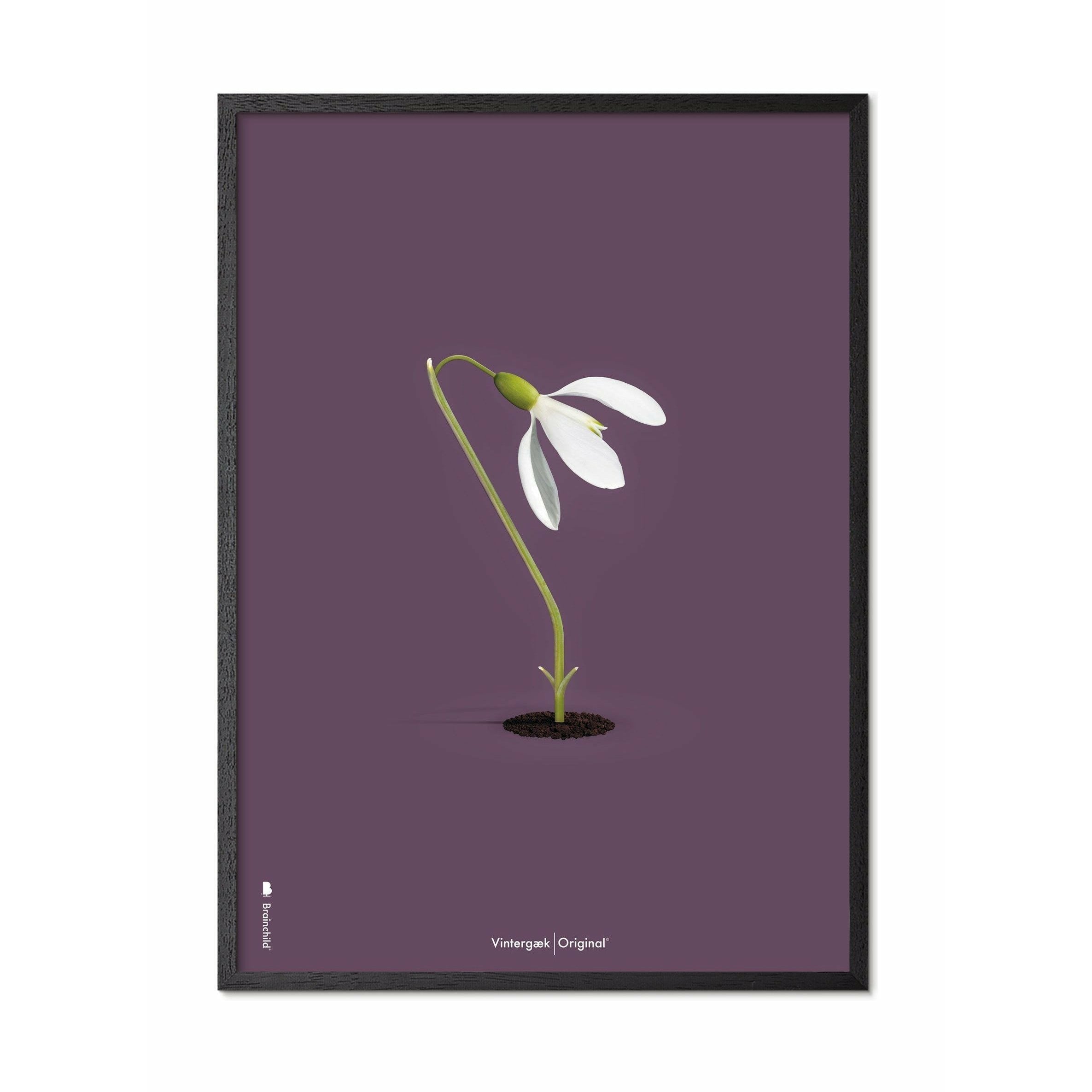 Brainchild Snowdrop Classic Poster, schwarz lackierter Holzrahmen A5, lila Hintergrund