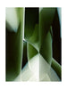 Qeeboo Studio Nucleo Rug 300x400 cm, Green Onix