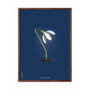  Snowdrop Classic Poster Dark Wood Frame A5 Dark Blue Background