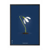  Snowdrop Classic Poster Frame In Black Lacquered Wood 70x100 Cm Dark Blue Background