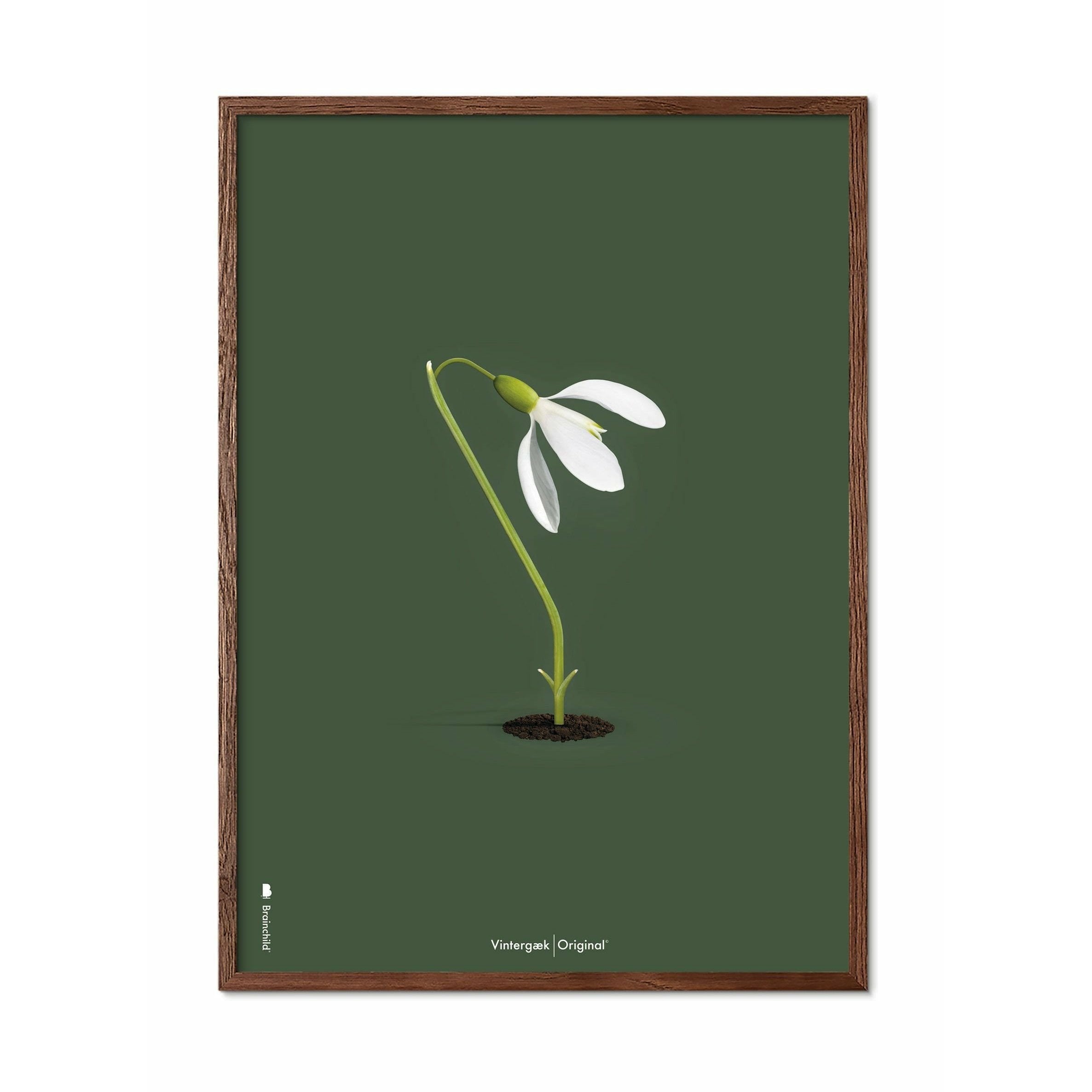 [product_category]-Brainchild Snowdrop Classic Poster, Frame Made Of Dark Wood 50x70 Cm, Green Background-Brainchild-61003-B-BRA-1