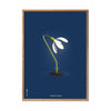  Snowdrop Classic Poster Frame Made Of Light Wood 50x70 Cm Dark Blue Background