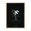  Snowdrop Classic Poster Frame Made Of Light Wood A5 Black Background