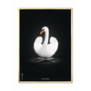  Swan Classic Poster Brass Frame A5 White/White Background