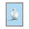  Swan Classic Poster Dark Wood Frame 70x100 Cm Light Blue Background