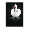  Swan Classic Poster Without Frame A5 White/White Background