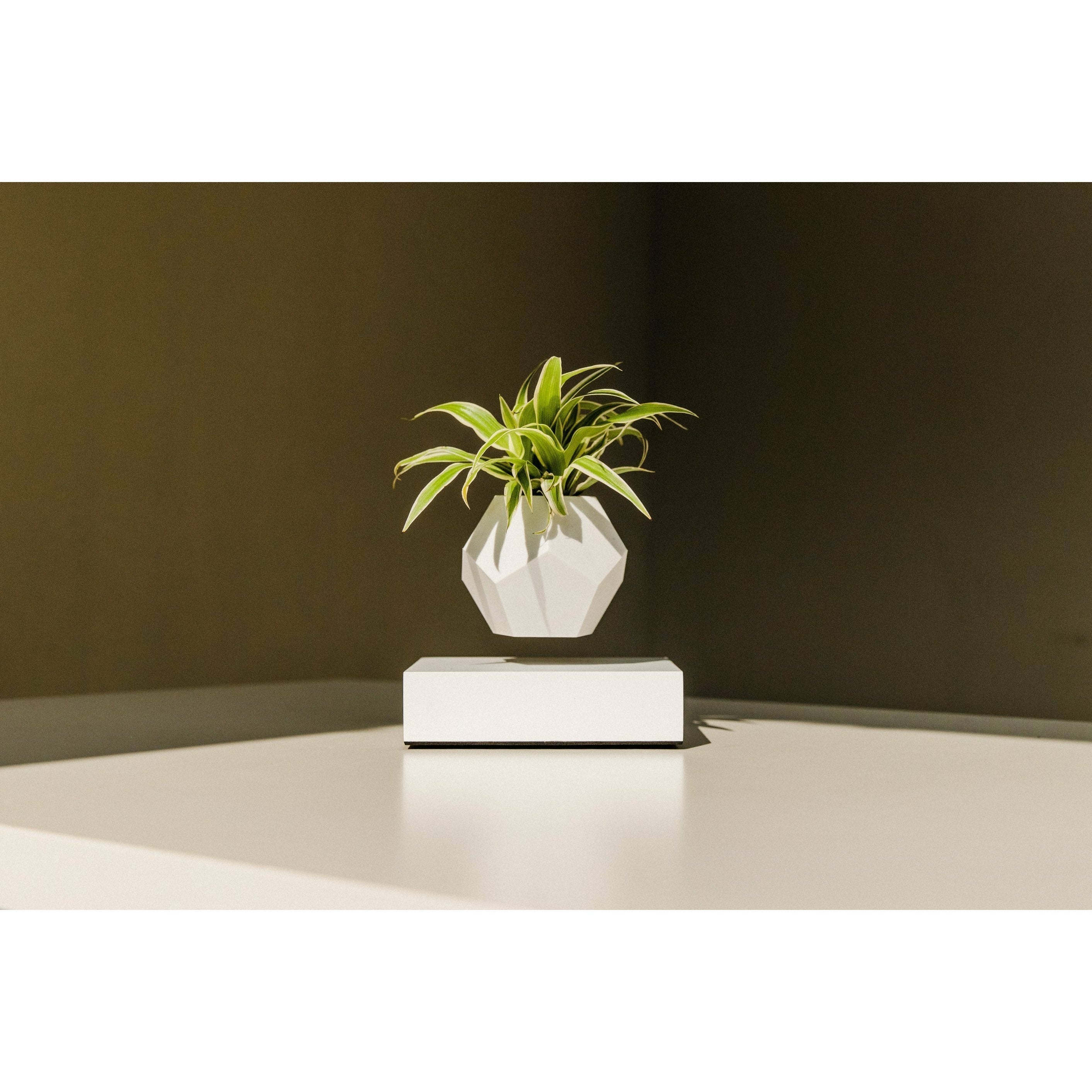 [product_category]-Flyte Lyfe Plant, White-Flyte-5060455391721-01-LWHI-MUK-V1-0-FLY-2