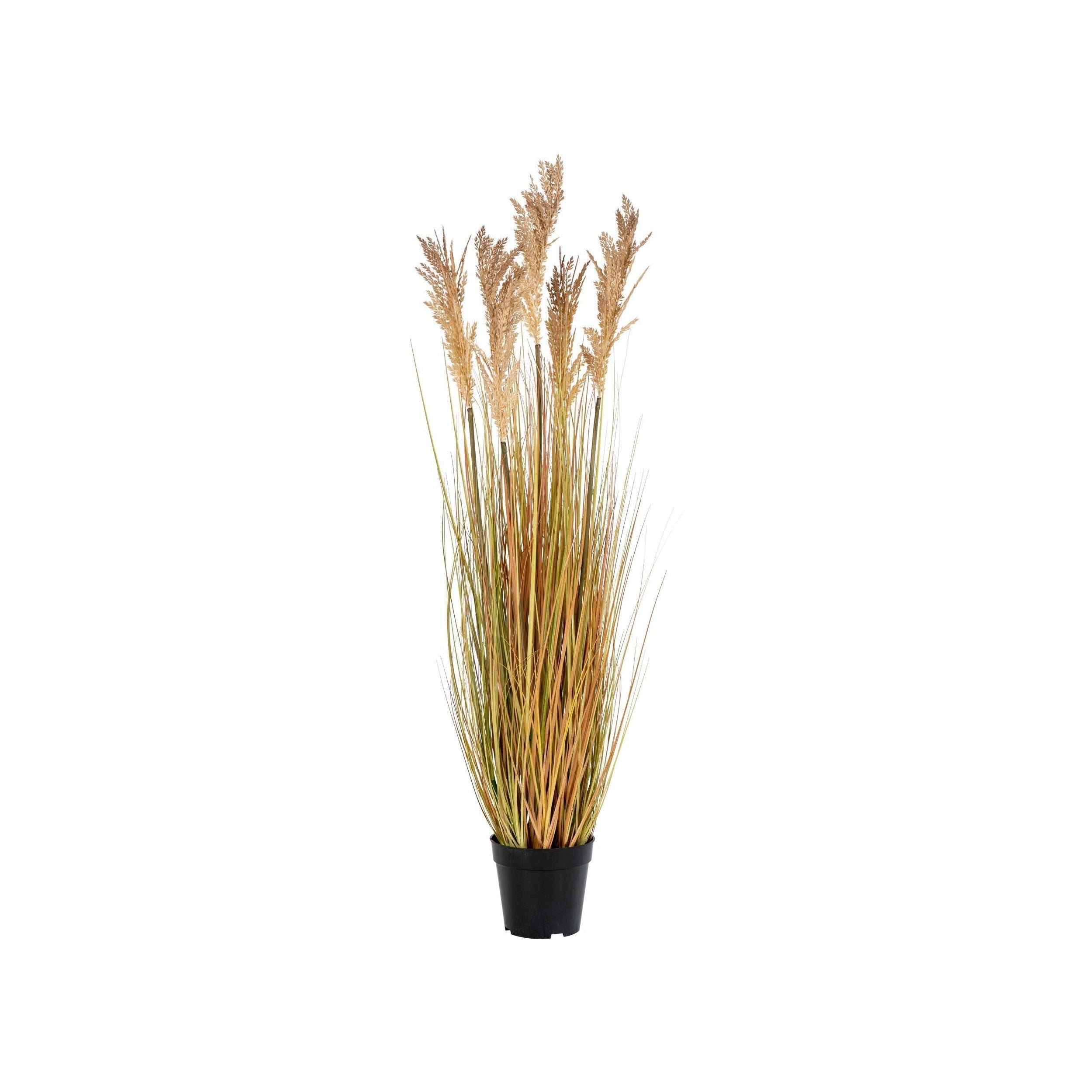 House Nordic Sorghum Grass