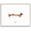  Doug The Dachshund Poster 30x40 Cm