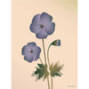  Geranium Poster 30 X40 Cm Nude