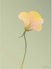 Vissevasse Nasturtium Poster 15 X21 Cm, Green