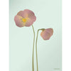  Pansy Poster Mint 30 X40 Cm