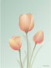  Tulip Poster 15 X21 Cm Mint