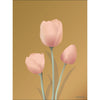  Tulip Poster 50 X70 Cm Amber